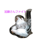 加藤さんとチャボの1日（個別スタンプ：11）