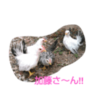 加藤さんとチャボの1日（個別スタンプ：12）