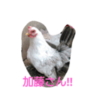 加藤さんとチャボの1日（個別スタンプ：15）