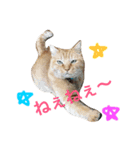 菊池家の猫様方（個別スタンプ：1）