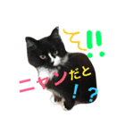 菊池家の猫様方（個別スタンプ：3）
