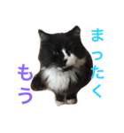 菊池家の猫様方（個別スタンプ：5）