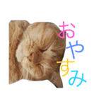 菊池家の猫様方（個別スタンプ：6）