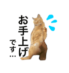 菊池家の猫様方（個別スタンプ：8）