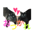 菊池家の猫様方（個別スタンプ：9）