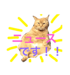 菊池家の猫様方（個別スタンプ：10）