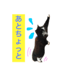 菊池家の猫様方（個別スタンプ：11）