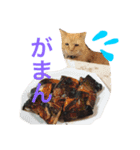 菊池家の猫様方（個別スタンプ：12）