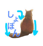 菊池家の猫様方（個別スタンプ：15）