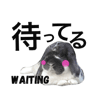 うさぱん 夢月（個別スタンプ：15）