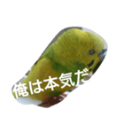 インコのぷいぷい（個別スタンプ：1）