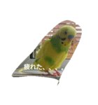 インコのぷいぷい（個別スタンプ：2）