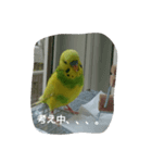 インコのぷいぷい（個別スタンプ：3）