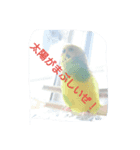 インコのぷいぷい（個別スタンプ：4）