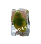 インコのぷいぷい（個別スタンプ：5）