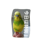 インコのぷいぷい（個別スタンプ：6）