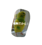 インコのぷいぷい（個別スタンプ：7）