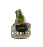 インコのぷいぷい（個別スタンプ：8）