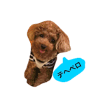 Louie the Toy Poodle（個別スタンプ：1）