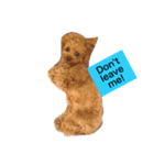 Louie the Toy Poodle（個別スタンプ：2）