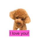 Louie the Toy Poodle（個別スタンプ：3）