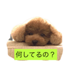 Louie the Toy Poodle（個別スタンプ：4）