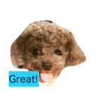 Louie the Toy Poodle（個別スタンプ：5）