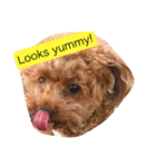 Louie the Toy Poodle（個別スタンプ：6）