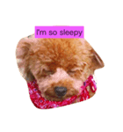 Louie the Toy Poodle（個別スタンプ：7）