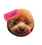Louie the Toy Poodle（個別スタンプ：8）