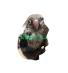 青ボタンインコのペッパー（個別スタンプ：1）
