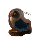 青ボタンインコのペッパー（個別スタンプ：2）