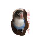 青ボタンインコのペッパー（個別スタンプ：3）