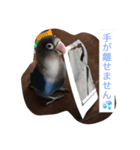青ボタンインコのペッパー（個別スタンプ：4）