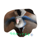 青ボタンインコのペッパー（個別スタンプ：5）