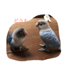 青ボタンインコのペッパー（個別スタンプ：6）