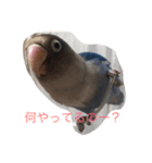 青ボタンインコのペッパー（個別スタンプ：8）