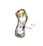 Tofu day（個別スタンプ：16）