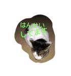今日のはなちゃん（個別スタンプ：3）