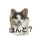今日のはなちゃん（個別スタンプ：7）