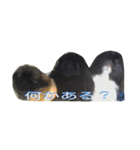 おれおとれもんとのあ（ペキニーズトリオ）（個別スタンプ：1）