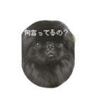 おれおとれもんとのあ（ペキニーズトリオ）（個別スタンプ：7）