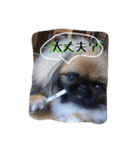 おれおとれもんとのあ（ペキニーズトリオ）（個別スタンプ：9）