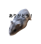ノンタン（個別スタンプ：2）