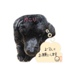 くろぷーちゃんとお友だち♡（個別スタンプ：6）