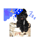 くろぷーちゃんとお友だち♡（個別スタンプ：23）