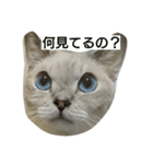 ゆきの顔です（個別スタンプ：3）