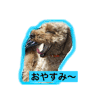 トイプードルのララちゃん（個別スタンプ：5）
