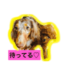 トイプードルのララちゃん（個別スタンプ：9）