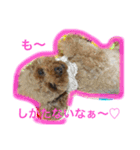 トイプードルのララちゃん（個別スタンプ：15）